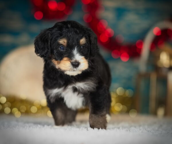 Romeo - Mini Bernedoodle Puppy