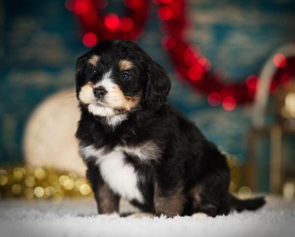 Romeo - Mini Bernedoodle Puppy