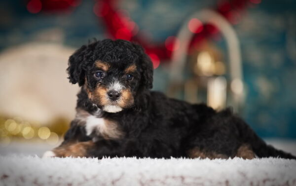 Rory - Mini Bernedoodle Puppy