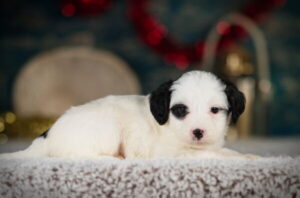 Roscoe - Mini Bernedoodle Puppy